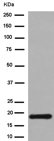 Western blot - Anti-Hsp20 antibody [EPR14458] - BSA and Azide free (AB250720)