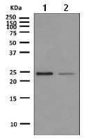 Western blot - Anti-Hsp22/HSPB8 antibody [EPR9714] - BSA and Azide free (AB248999)