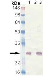 Western blot - Anti-Hsp25 antibody (AB202846)