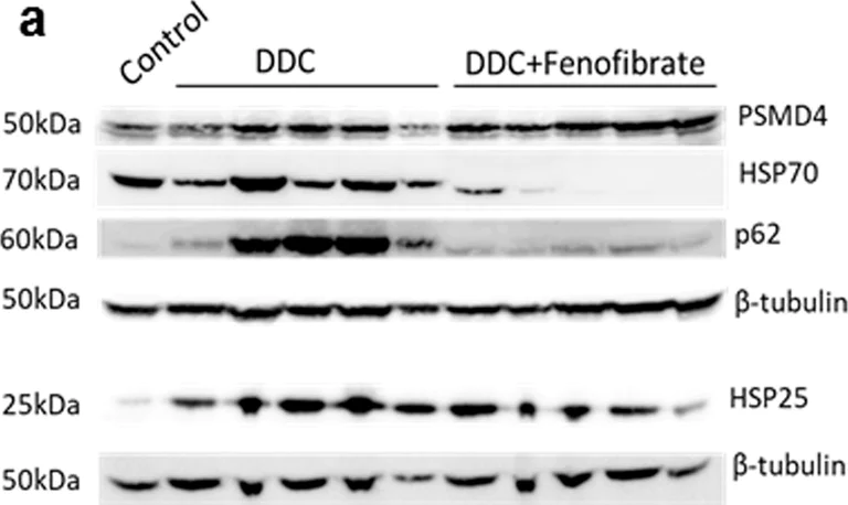 Western blot - Anti-Hsp25 antibody (AB202846)