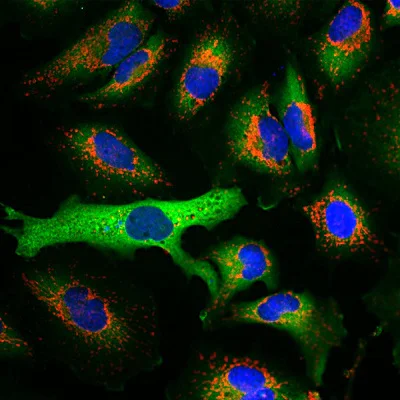Immunocytochemistry/ Immunofluorescence - Anti-Hsp27 antibody [6H11] (AB190314)