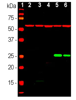 Western blot - Anti-Hsp27 antibody [6H11] (AB190314)