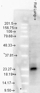 Western blot - Anti-Hsp27 antibody [8A7] (AB79868)