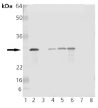 Western blot - Anti-Hsp27 antibody (AB12351)