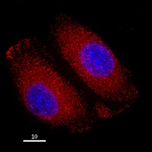 Immunocytochemistry/ Immunofluorescence - Anti-Hsp27 antibody (AB5579)