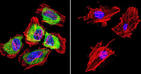 Immunocytochemistry/ Immunofluorescence - Anti-Hsp27 antibody (AB5579)