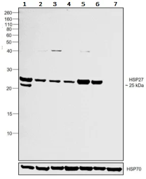 Western blot - Anti-Hsp27 antibody (AB5579)