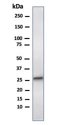 Western blot - Anti-Hsp27 antibody [CPTC-HSPB1-2] (AB268073)