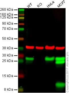 Western blot - Anti-Hsp27 antibody [EP1724Y] - BSA and Azide free (AB247352)