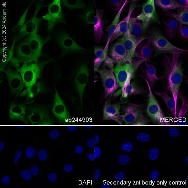 Immunocytochemistry/ Immunofluorescence - Anti-Hsp27 antibody [EPR18371-107] - BSA and Azide free (Detector) (AB244903)