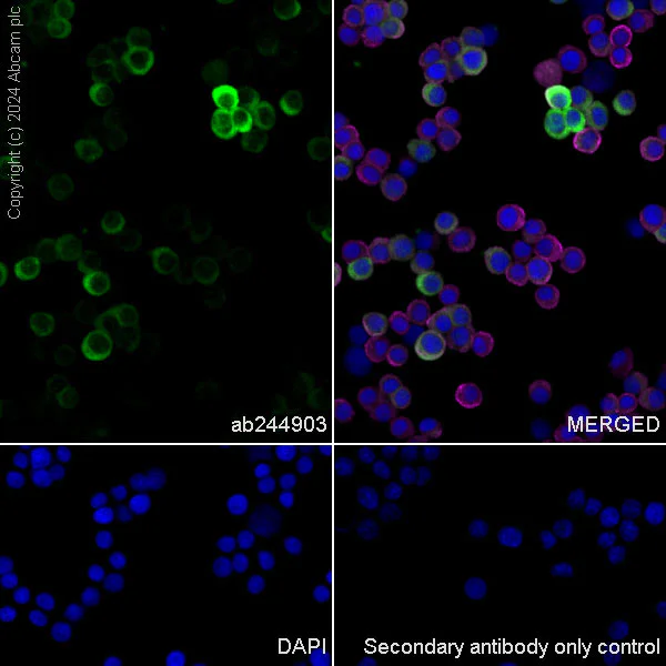 Immunocytochemistry/ Immunofluorescence - Anti-Hsp27 antibody [EPR18371-107] - BSA and Azide free (Detector) (AB244903)