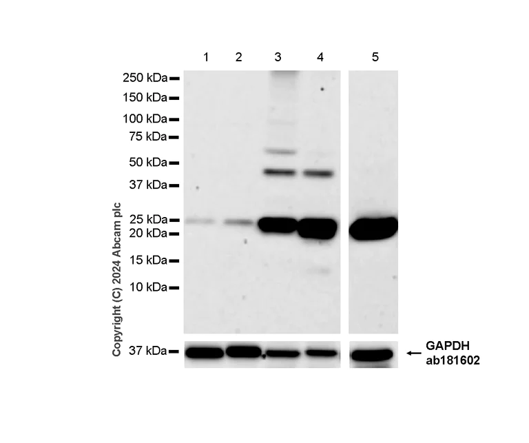 Western blot - Anti-Hsp27 antibody [EPR18371-107] - BSA and Azide free (Detector) (AB244903)
