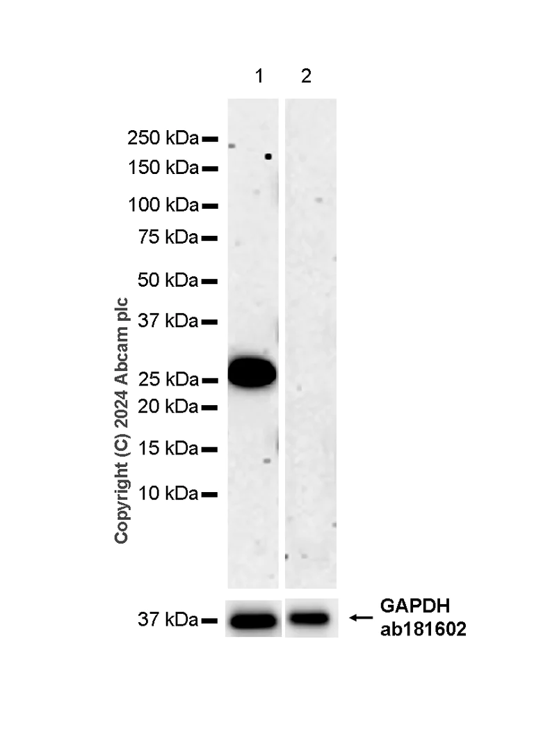 Western blot - Anti-Hsp27 antibody [EPR23938-256] - BSA and Azide free (Capture) (AB281198)