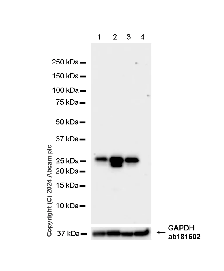 Western blot - Anti-Hsp27 antibody [EPR23938-256] - BSA and Azide free (Capture) (AB281198)