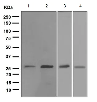 Western blot - Anti-Hsp27 antibody [EPR5477] (AB109376)