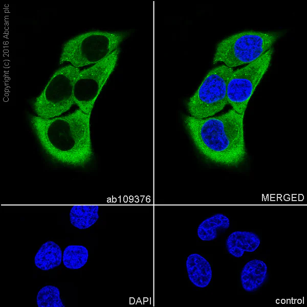 Immunocytochemistry/ Immunofluorescence - Anti-Hsp27 antibody [EPR5477] - BSA and Azide free (AB229442)