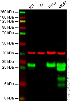 Western blot - Anti-Hsp27 antibody [EPR5477] - BSA and Azide free (AB229442)