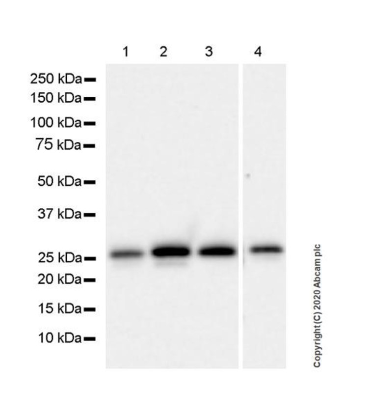 Western blot - Anti-Hsp27 antibody [G3.1] (AB2790), expandable thumbnail