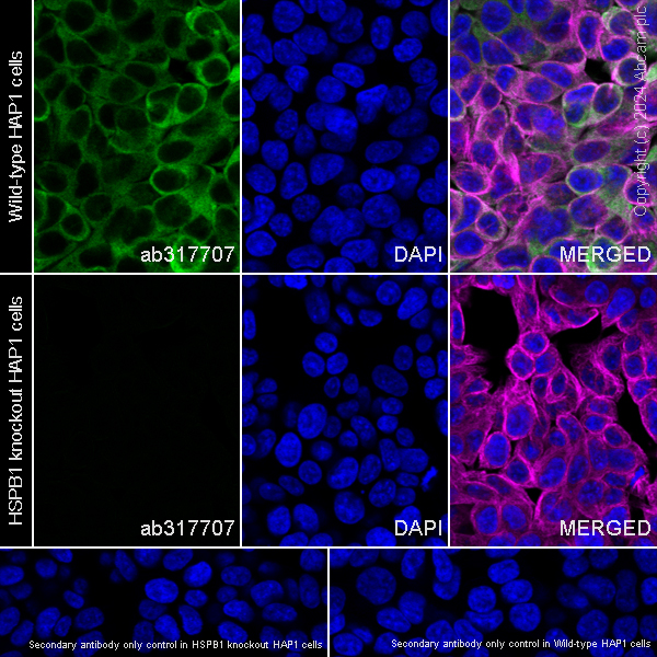 Immunocytochemistry/ Immunofluorescence - Anti-Hsp27 antibody [RM1148] (ab317707), expandable thumbnail