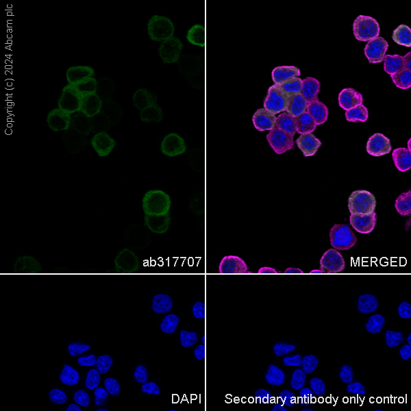 Immunocytochemistry/ Immunofluorescence - Anti-Hsp27 antibody [RM1148] (ab317707), expandable thumbnail