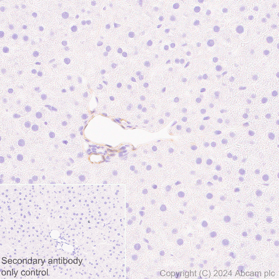 Immunohistochemistry (Formalin/PFA-fixed paraffin-embedded sections) - Anti-Hsp27 antibody [RM1148] (ab317707), expandable thumbnail