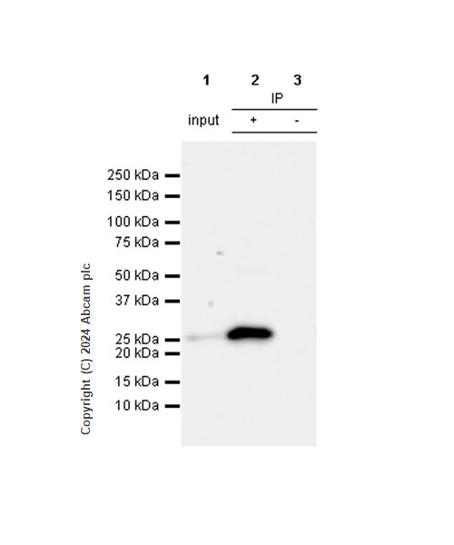 Immunoprecipitation - Anti-Hsp27 antibody [RM1148] (ab317707), expandable thumbnail