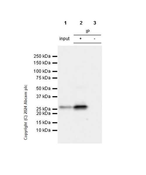 Immunoprecipitation - Anti-Hsp27 antibody [RM1148] (ab317707), expandable thumbnail