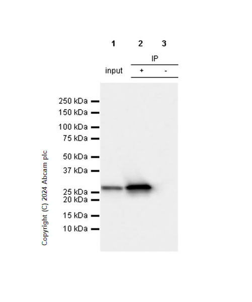 Immunoprecipitation - Anti-Hsp27 antibody [RM1148] (AB317707), expandable thumbnail