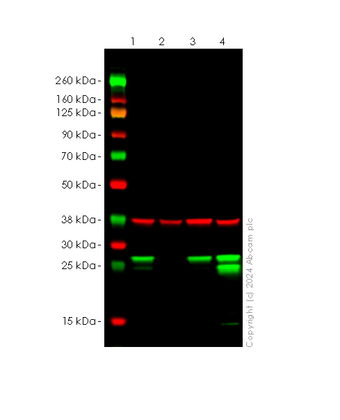 Western blot - Anti-Hsp27 antibody [RM1148] (AB317707), expandable thumbnail