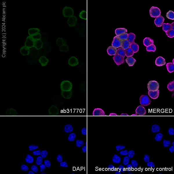 Immunocytochemistry/ Immunofluorescence - Anti-Hsp27 antibody [RM1148] - BSA and Azide free (AB317708)