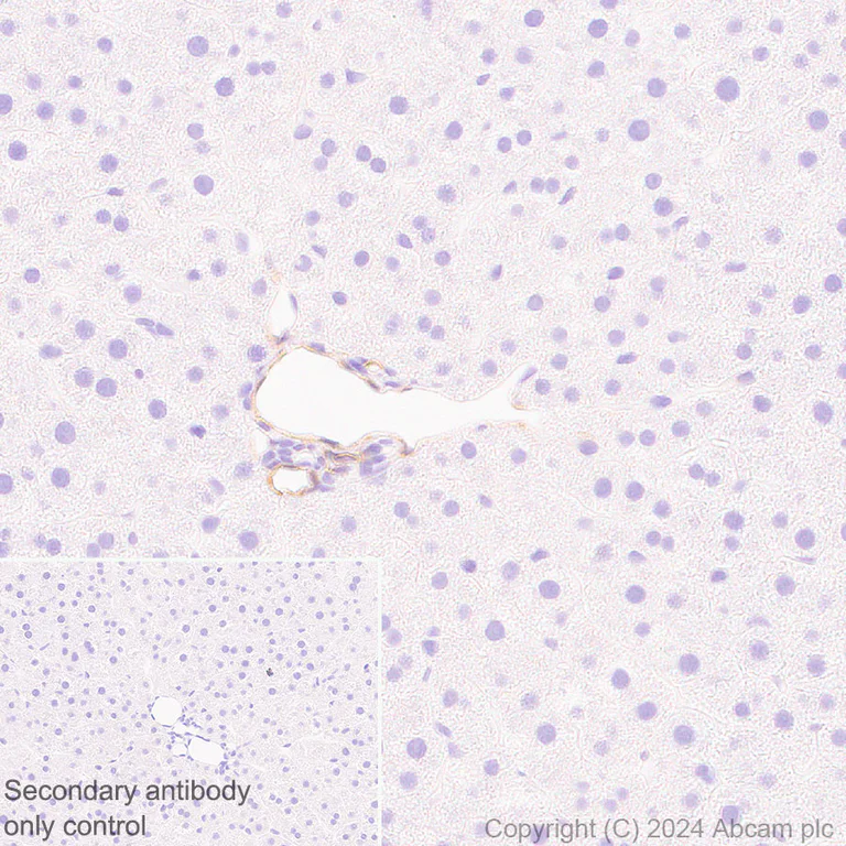 Immunohistochemistry (Formalin/PFA-fixed paraffin-embedded sections) - Anti-Hsp27 antibody [RM1148] - BSA and Azide free (AB317708)