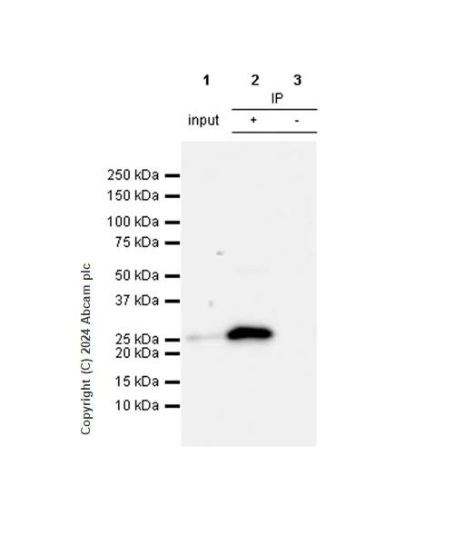 Immunoprecipitation - Anti-Hsp27 antibody [RM1148] - BSA and Azide free (AB317708)