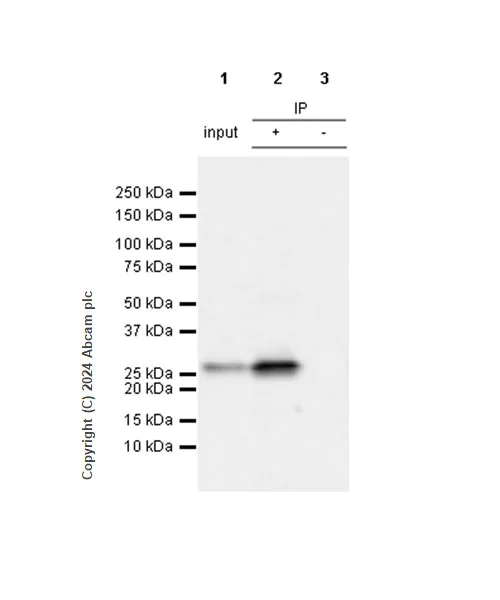 Immunoprecipitation - Anti-Hsp27 antibody [RM1148] - BSA and Azide free (AB317708)