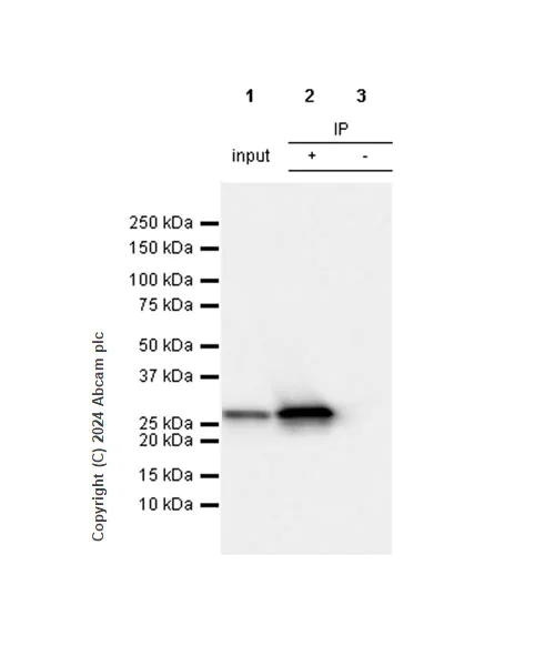 Immunoprecipitation - Anti-Hsp27 antibody [RM1148] - BSA and Azide free (AB317708)