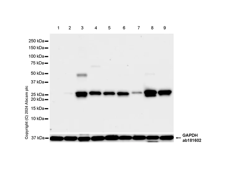 Western blot - Anti-Hsp27 antibody [RM1148] - BSA and Azide free (AB317708)