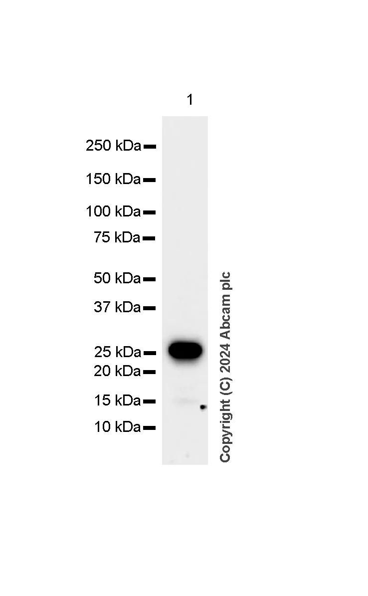 Western blot - Anti-Hsp27 antibody [RM1148] - BSA and Azide free (AB317708)