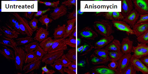 Immunocytochemistry/ Immunofluorescence - Anti-Hsp27 (phospho S15) antibody (AB5581)