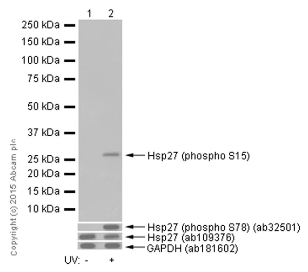 Western blot - Anti-Hsp27 (phospho S15) antibody [EP2293Y] (AB76313)