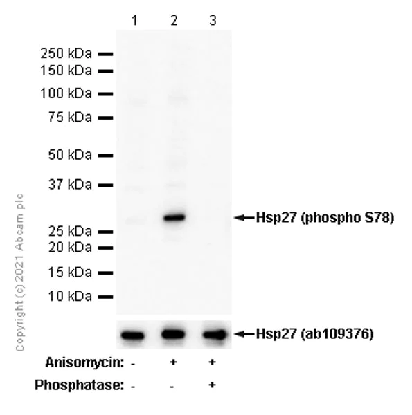 Western blot - Anti-Hsp27 (phospho S78) antibody [Y175] - BSA and Azide free (AB247262)