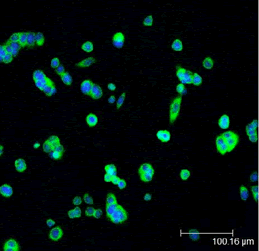 Immunocytochemistry/ Immunofluorescence - Anti-Hsp27 (phospho S82) antibody (AB90537), expandable thumbnail