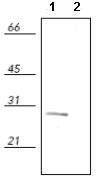 Western blot - Anti-Hsp27 (phospho S82) antibody (AB90537), expandable thumbnail