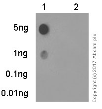 Dot Blot - Anti-Hsp27 (phospho S82) antibody [EPR7278] (AB155987), expandable thumbnail