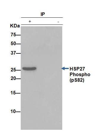 Immunoprecipitation - Anti-Hsp27 (phospho S82) antibody [EPR7278] (AB155987), expandable thumbnail