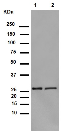 Western blot - Anti-Hsp27 (phospho S82) antibody [EPR7278] (AB155987), expandable thumbnail
