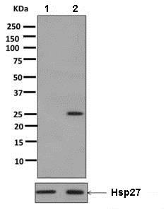 Western blot - Anti-Hsp27 (phospho S82) antibody [EPR7278] (ab155987), expandable thumbnail