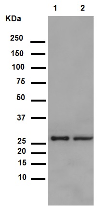 Western blot - Anti-Hsp27 (phospho S82) antibody [EPR7278] (ab155987), expandable thumbnail