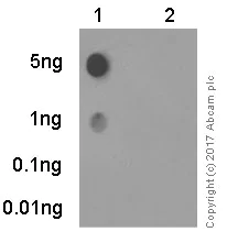 Dot Blot - Anti-Hsp27 (phospho S82) antibody [EPR7278] - BSA and Azide free (AB249232)