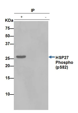 Immunoprecipitation - Anti-Hsp27 (phospho S82) antibody [EPR7278] - BSA and Azide free (AB249232)