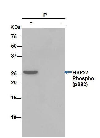 Immunoprecipitation - Anti-Hsp27 (phospho S82) antibody [EPR7278] - BSA and Azide free (AB249232)