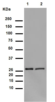 Western blot - Anti-Hsp27 (phospho S82) antibody [EPR7278] - BSA and Azide free (AB249232)